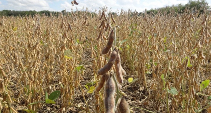 Las lluvias no llegan a la zona n&uacute;cleo y se prev&eacute; una cosecha de soja 45% inferior a la prevista