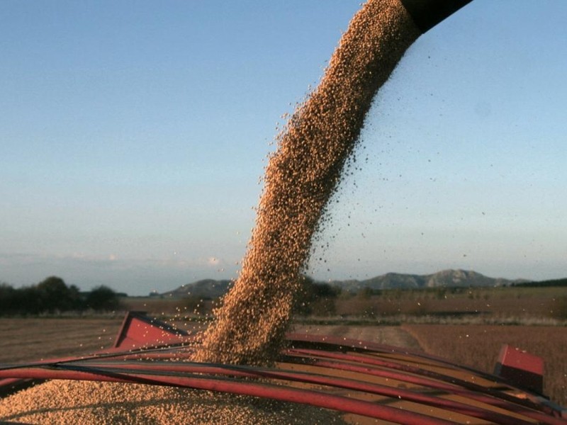 Por la ola de calor, se perderán entre 20% y 30% de los cultivos de soja