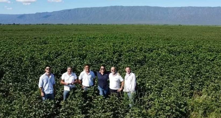 Completaron relevamiento de lotes del programa semilleros de algod&oacute;n