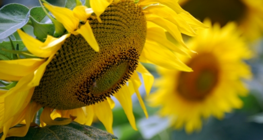 Agricultura mantiene estimaciones de producci&oacute;n para la campa&ntilde;a 2021/22 de girasol