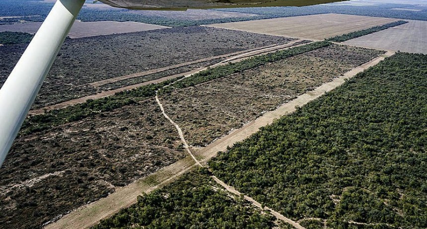 Greenpeace denunciará en la Corte ”la ilegalidad del nuevo Ordenamiento de Bosques de Chaco”