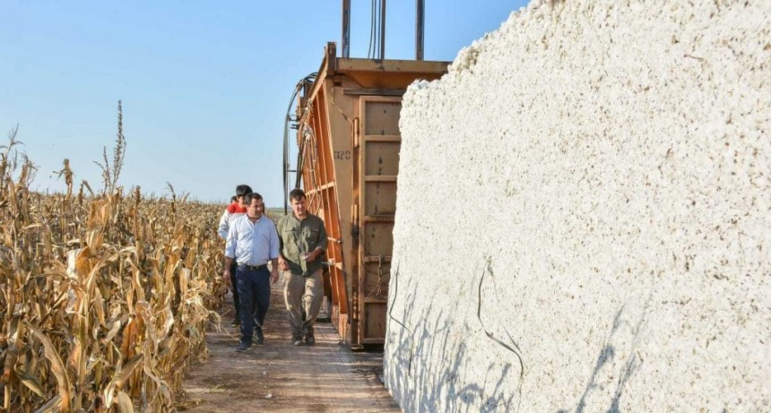  Lifton visit&oacute; un campo de algod&oacute;n y resalt&oacute; el rol de los peque&ntilde;os productores chaque&ntilde;os