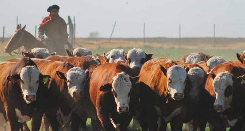 La ganader&iacute;a en Am&eacute;rica Latina puede ser parte de la soluci&oacute;n al cambio clim&aacute;tico
