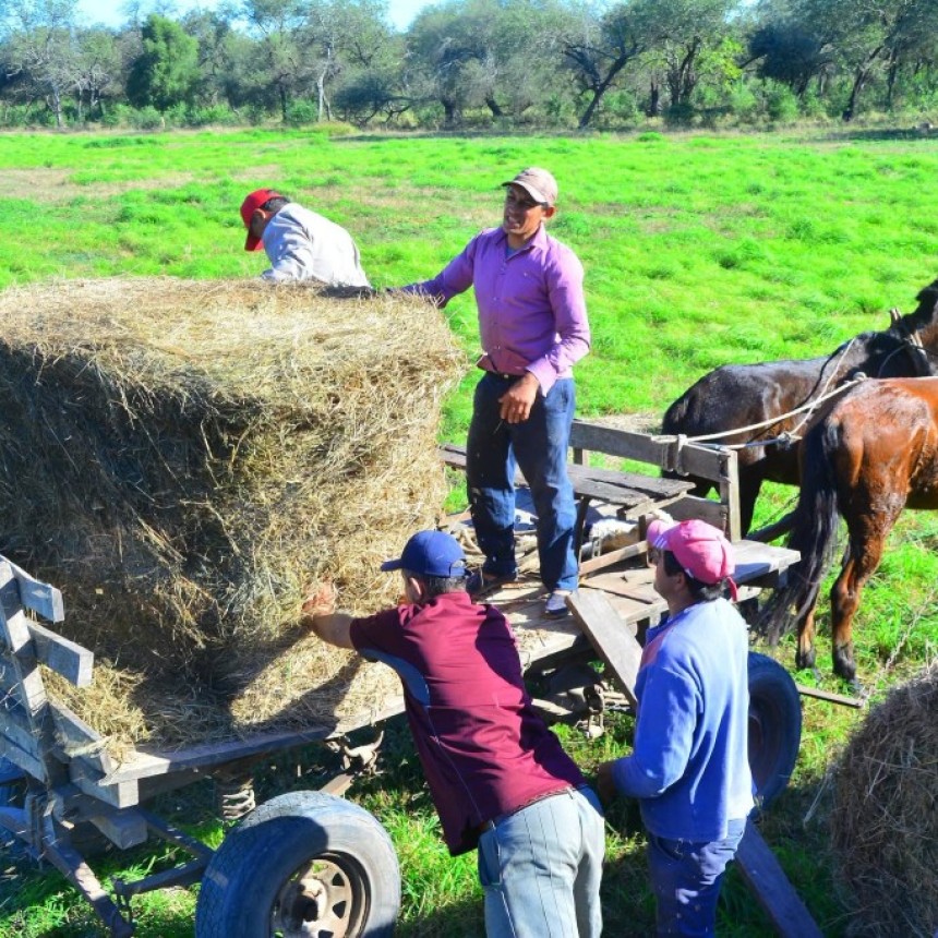 El Municipio de Castelli llev&oacute; adelante una nueva entrega de rollos de pastura destinada a productores ganaderos de la zona