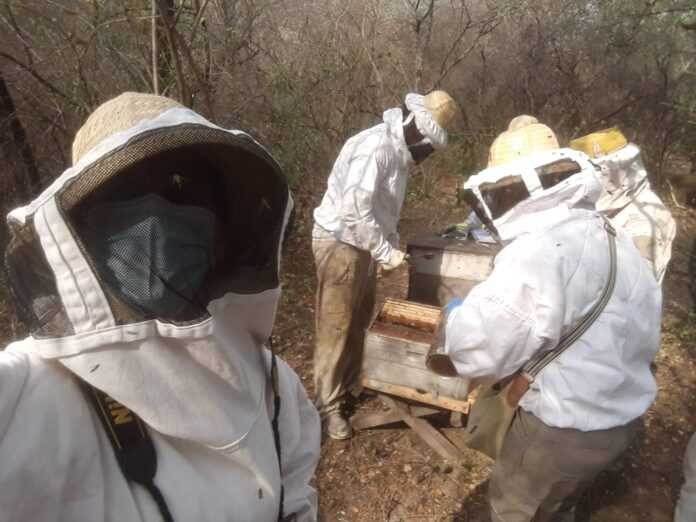 Caracterizan mieles del Chaco Húmedo y Seco, mediante investigación de la UNNE