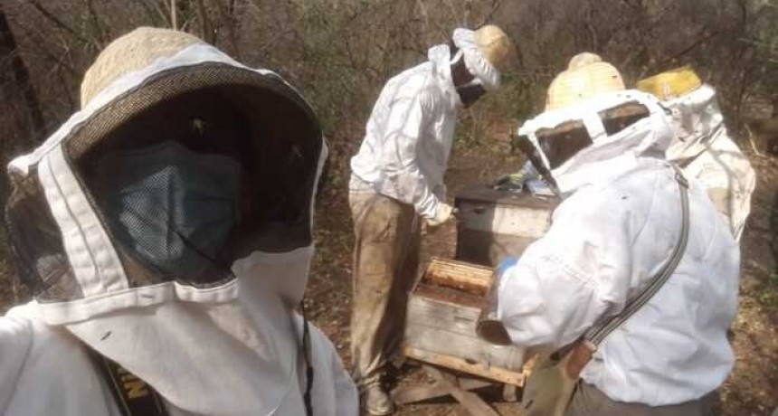 Caracterizan mieles del Chaco Húmedo y Seco, mediante investigación de la UNNE
