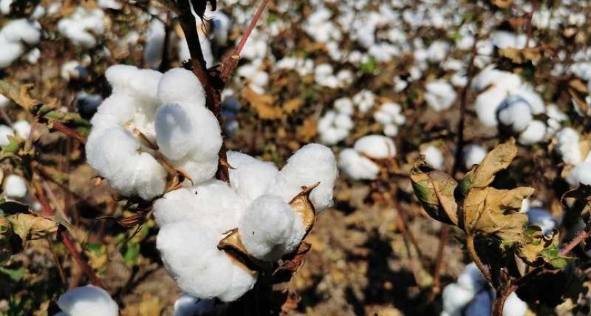 Variedades de algod&oacute;n desarrolladas por el INTA se exportar&aacute;n a Paraguay
