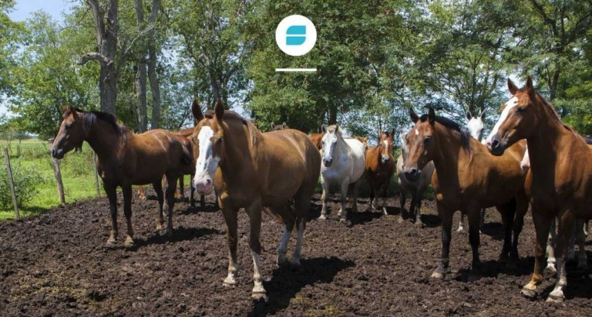 El Senasa confirmó casos de encefalomielitis equina en el Chaco