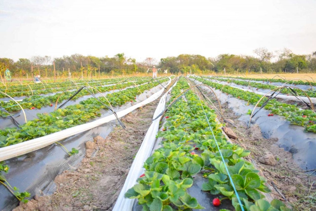 Campaña de Frutilla 2023: este lunes comienza la inscripción de productores al registro provincial