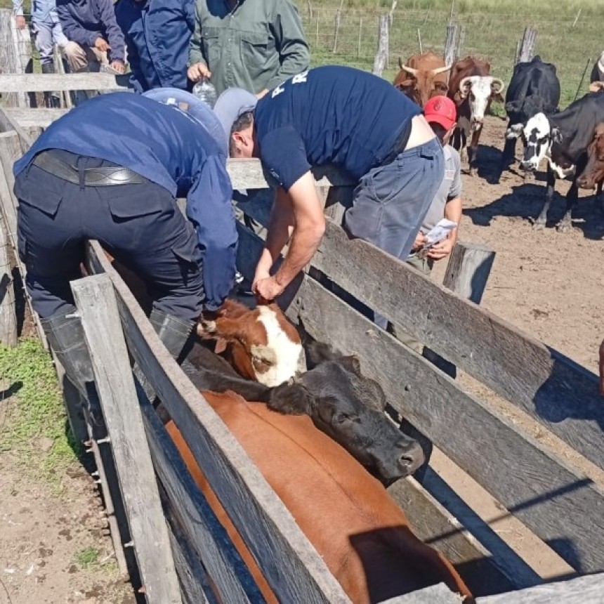 Golpe al abigeato en el interior chaque&ntilde;o: secuestran casi 50 animales y detienen a un sospechoso en operativos rurales