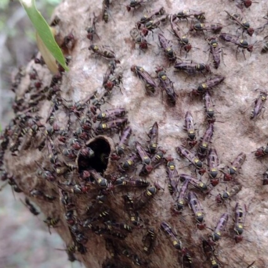 Identifican los efectos causados por incendios forestales sobre el ensamble de abejas y avispas en el Parque Nacional &ldquo;El Impenetrable&rdquo;