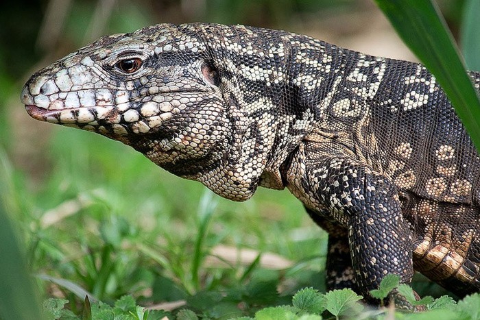 Son más de 140 las especies en riesgo por el tráfico ilegal en Argentina